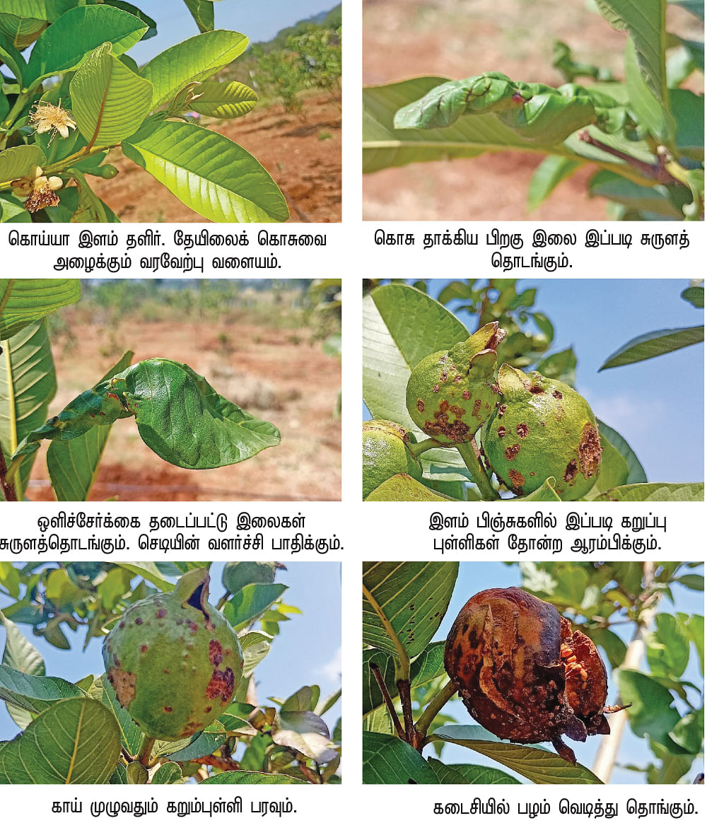 கொய்யாவின் வில்லன் தேயிலைக் கொசு...