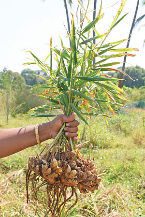 இஞ்சி