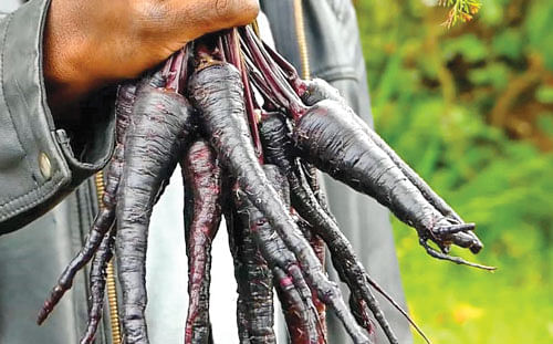 கறுப்பு கேரட்