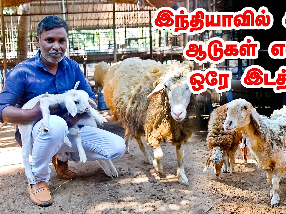 Goat farm