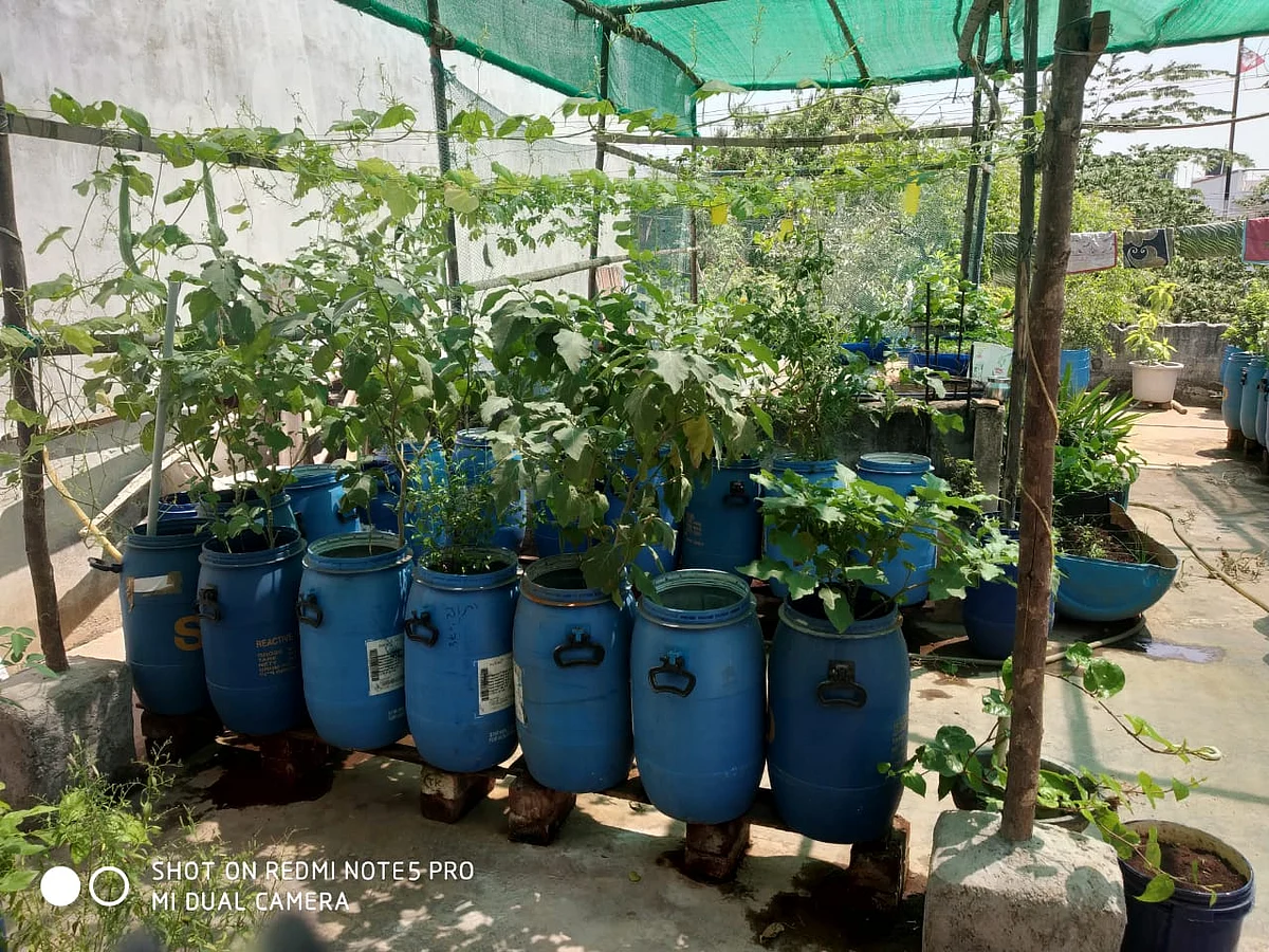 மாடித்தோட்டம்