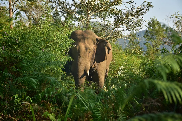 ஆபரேஷன் `ரோக்கன் டஸ்கர்'