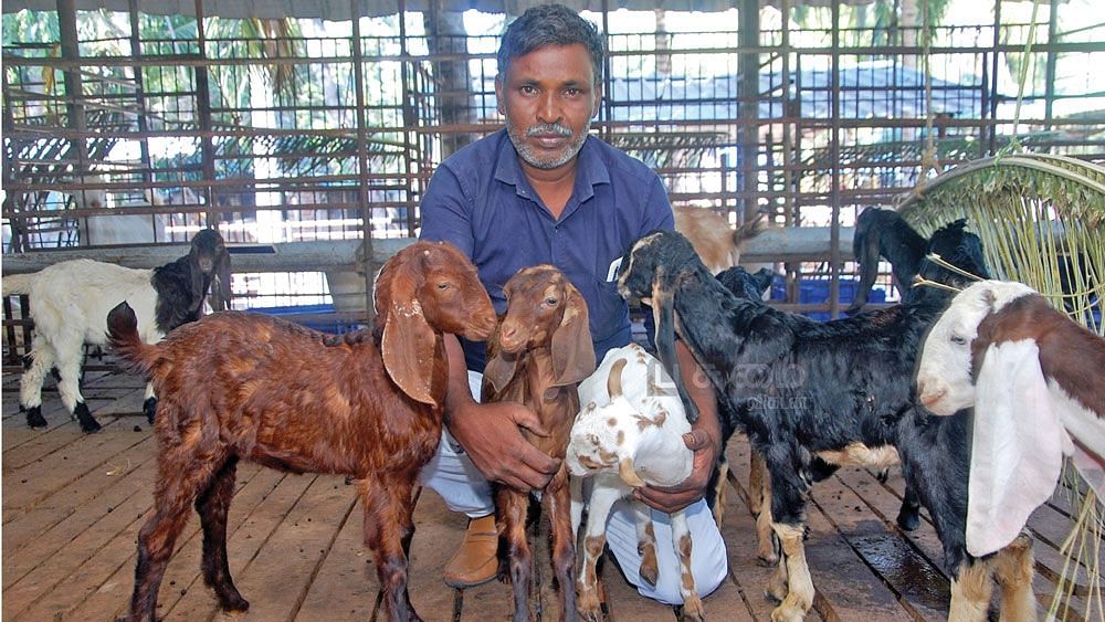 பண்ணையில் ஆடுகளுடன் சுதீந்திரன்