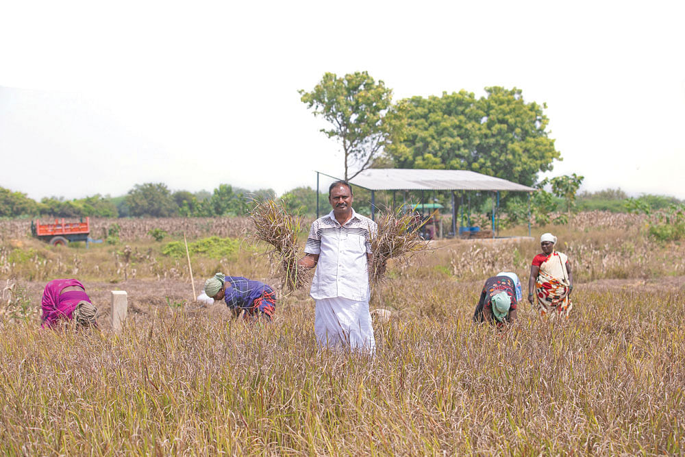 வரகு அறுவடையின்போது பாலசுப்ரமணியன்