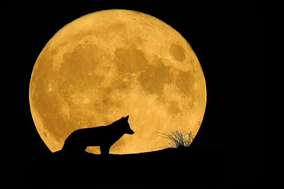 Wolf