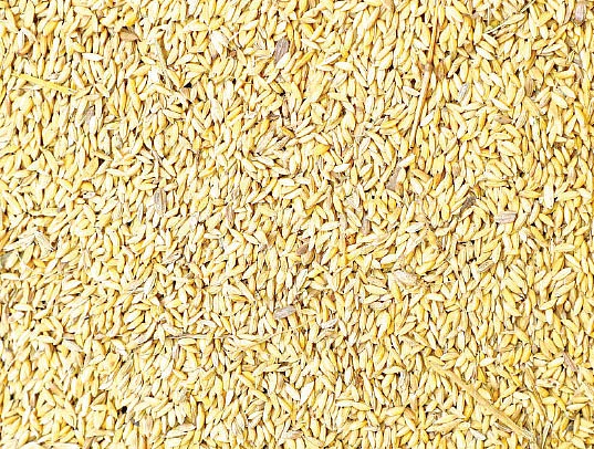 ஏக்கருக்கு ரூ.35,000 லாபம்...
மார்கழி மழையிலும் விளைந்த சீரகச் சம்பா!