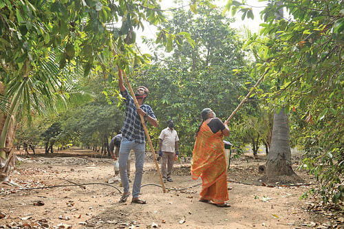 மக்களே பறித்துக் கொள்ளுதல்