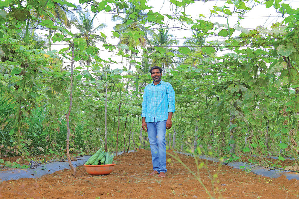பீர்க்கன் தோட்டத்தில்