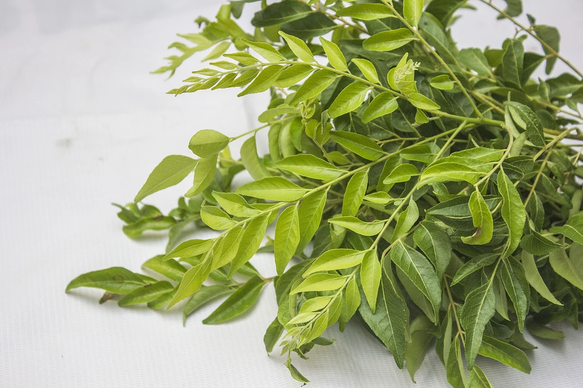 Curry Leaves