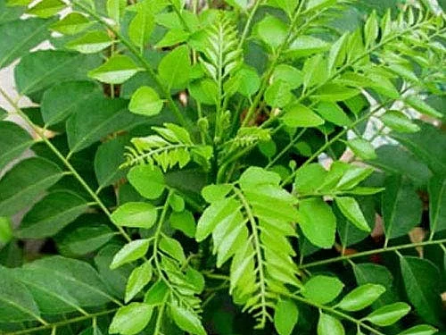 `ப்ளீஸ் என்னை தூக்கிப் போடாதீங்க!' கறிவேப்பிலை - மூலிகை ரகசியம் - 3