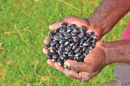 பூனைக்காலி விதைகள்