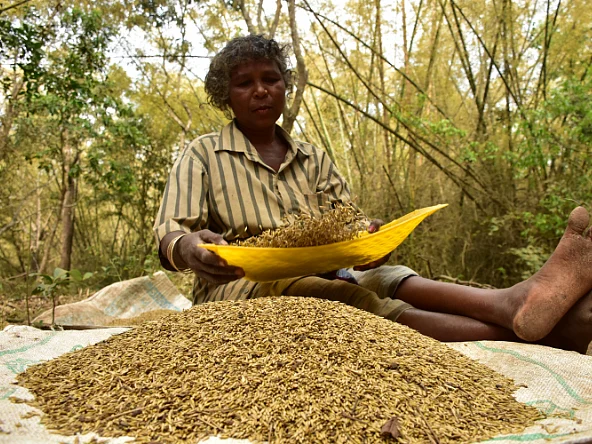 முதுமலையில் மூங்கில் அரிசி திருவிழா!