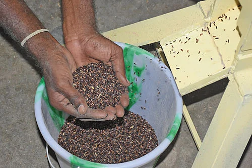 உமி நீக்கப்பட்ட கறுப்புக்கவுனி அரிசி