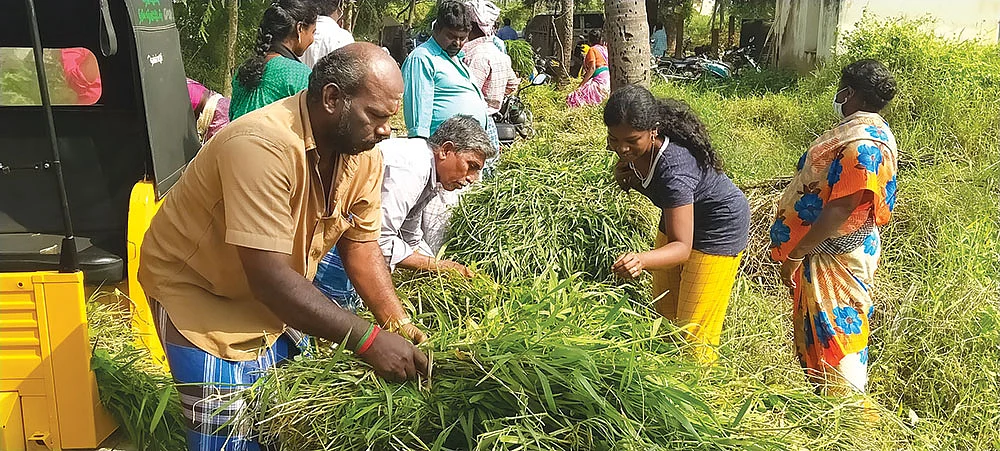 புல் சந்தை