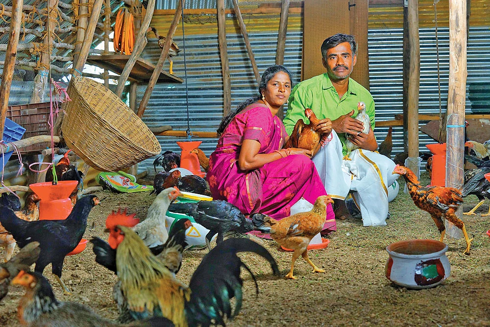 கோழி வளர்ப்பு