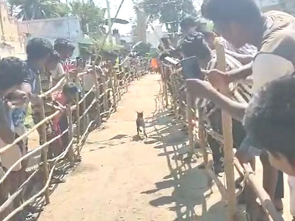 திருவண்ணாமலை: தடையை மீறி நாய் விடும் திருவிழா! -மிருகவதை சட்டத்தில் 8 பேர் மீது வழக்கு