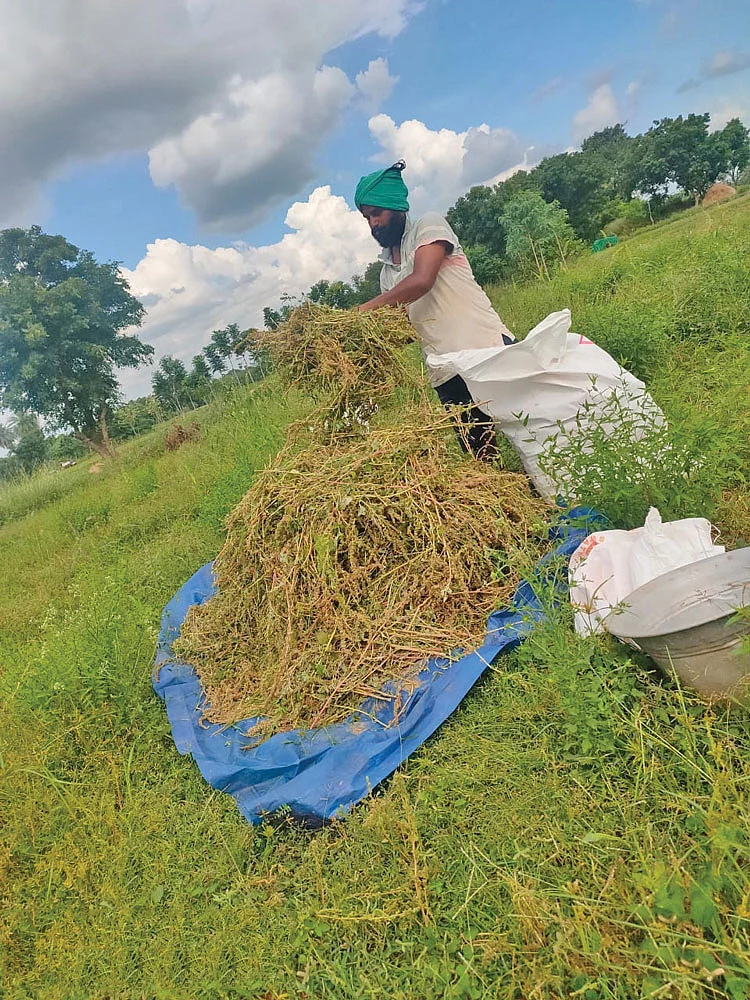 கீரைச் சாகுபடி