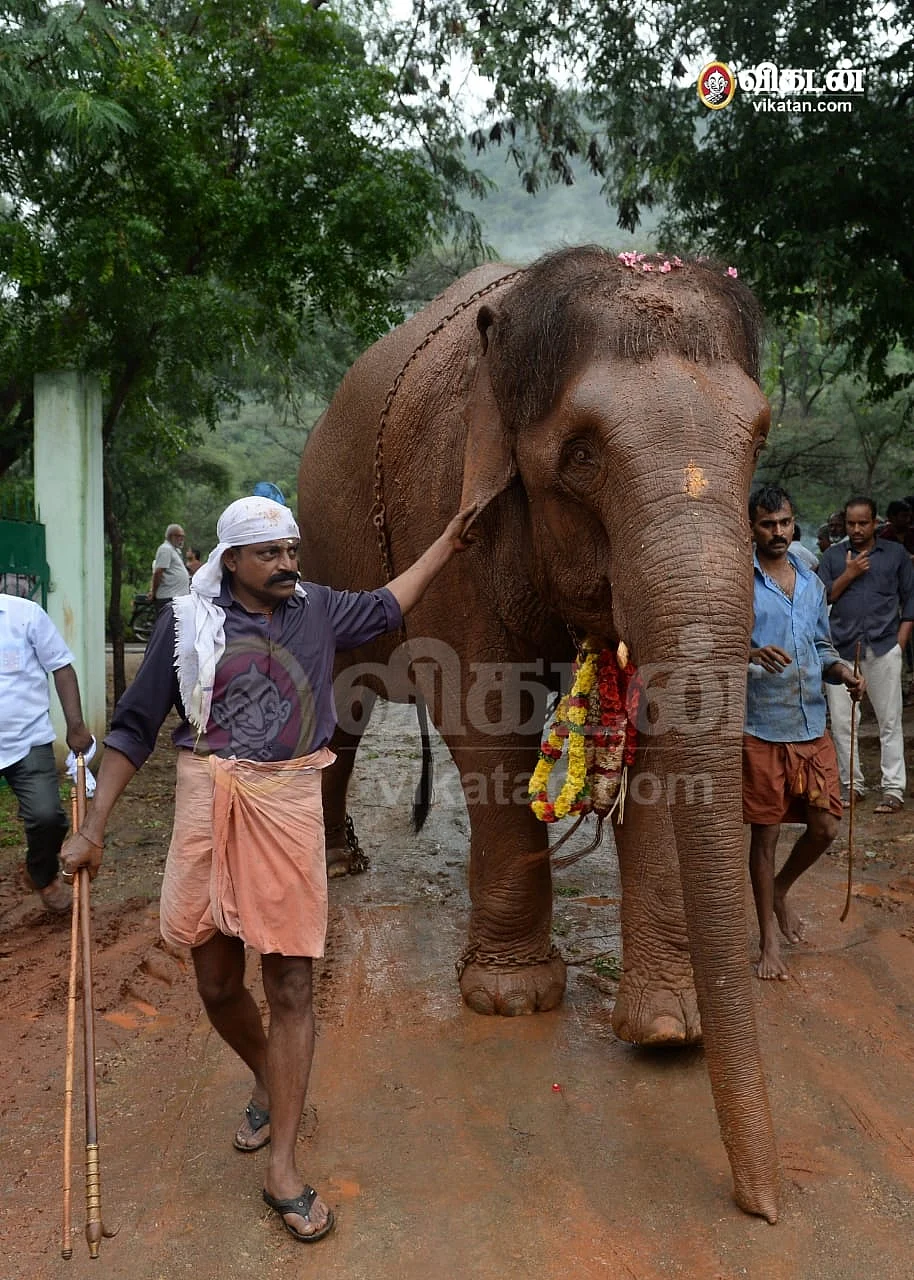 ஜெயமால்யதா யானை