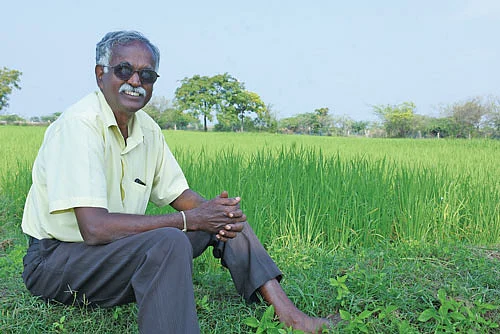 நெல் வயலில் விஸ்வநாதன்
