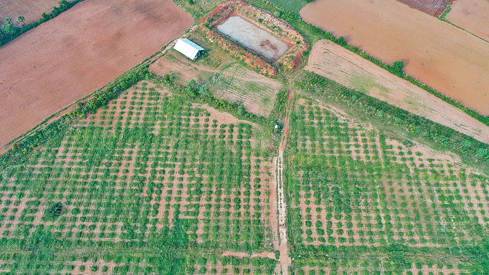 பண்ணையின் தோற்றம்