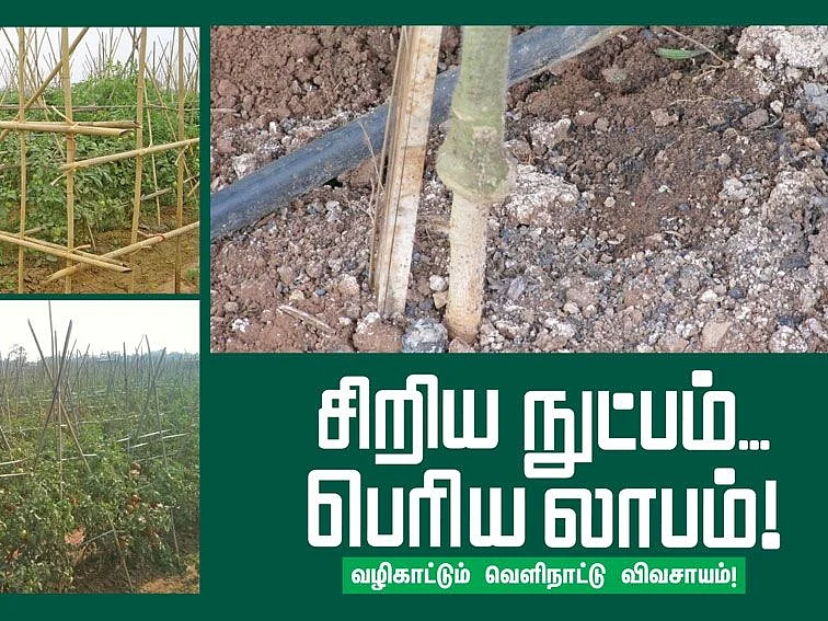வெள்ளத்திலும் மகசூல்!
வியட்நாமில் ஏற்பட்ட தக்காளிப் புரட்சி!