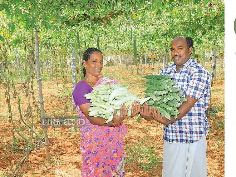 2.5 ஏக்கர்... 6 மாதங்கள்...
ரூ.8 லட்சம்... பந்தல் சாகுபடியில் 'பலே' வருமானம்!