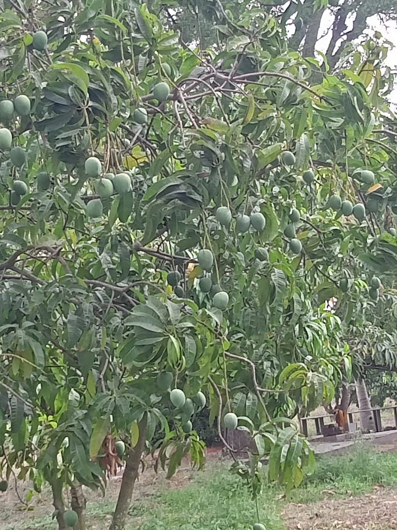 மாங்காய்கள்