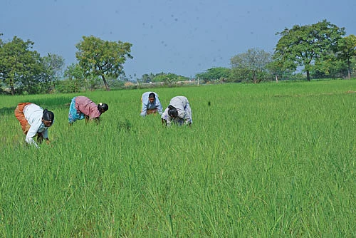 களையெடுக்கும் பணி
