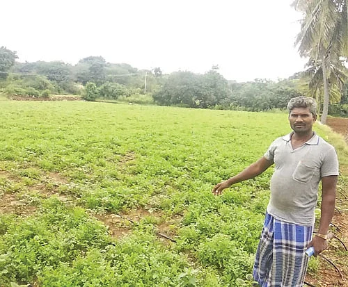 கொத்தமல்லி வயலைக் காட்டும் திம்மராஜு