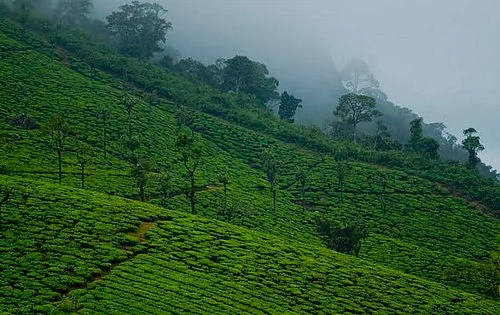வால்பாறை
