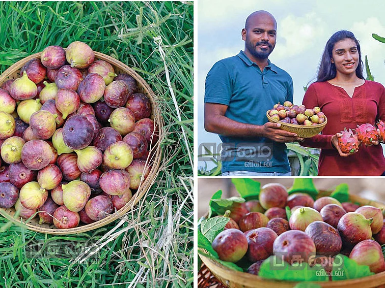 13 ஏக்கர்... ரூ. 26 லட்சம் லாபம்! வறண்ட நிலத்தில் வளமான வருமானம் கொடுக்கும் அத்தி!