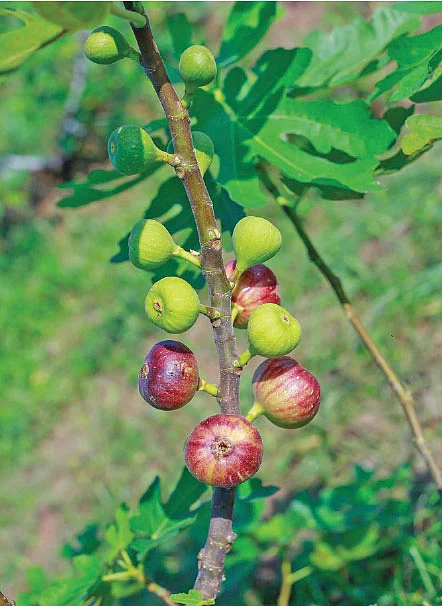 13 ஏக்கர்... ரூ. 26 லட்சம் லாபம்! வறண்ட நிலத்தில் வளமான வருமானம் கொடுக்கும் அத்தி!