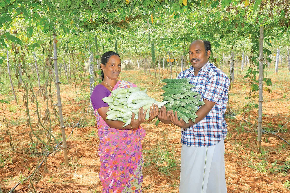 அறுவடையான புடல், பாகலுடன் செல்வதுரை-கோமதி