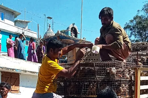 கோழிக்குஞ்சுகள்