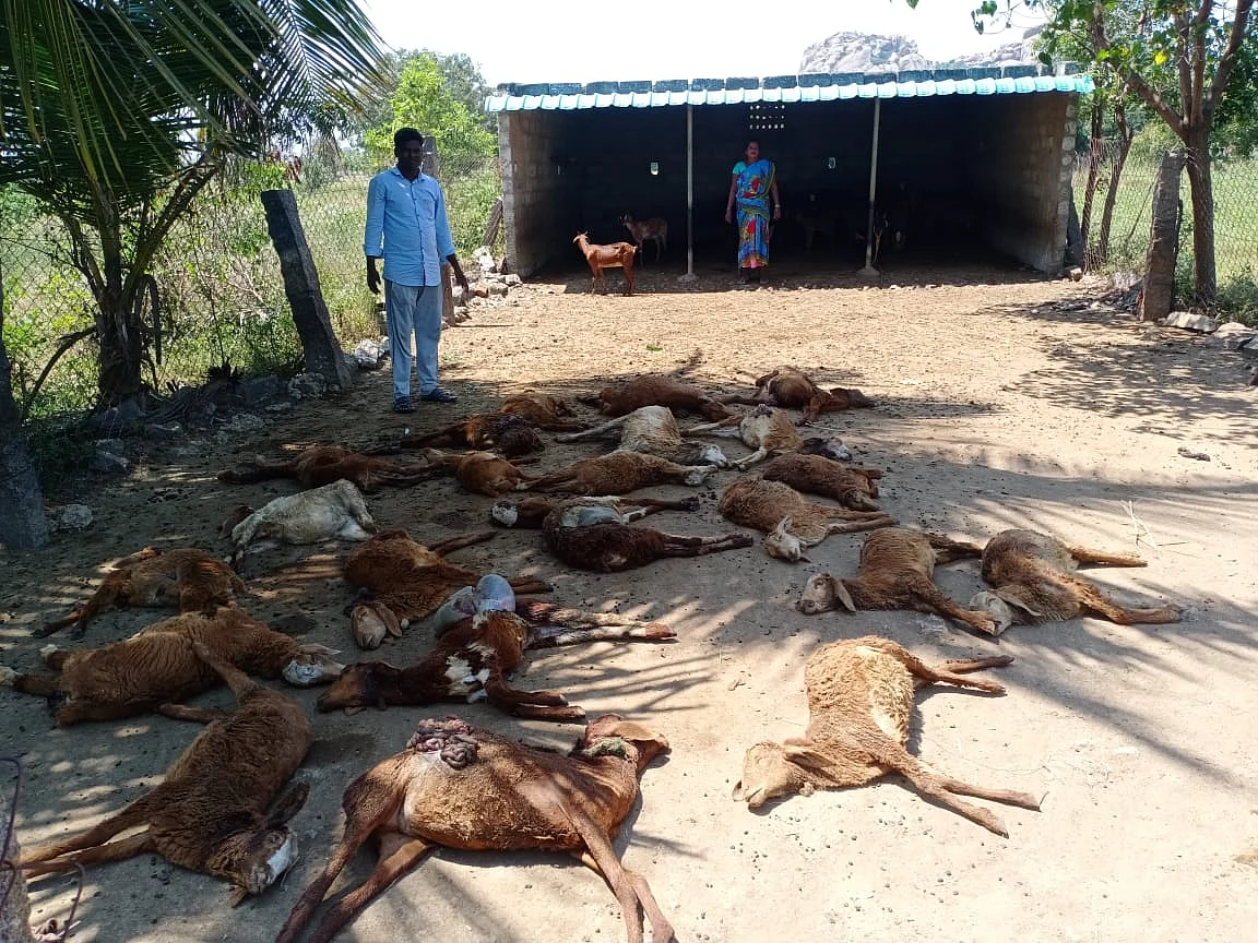 விழுப்புரம்: கடித்துக் குதறிய நாய்கள்... 28 ஆடுகள் உயிரிழந்த சோகம்... என்ன நடந்தது?