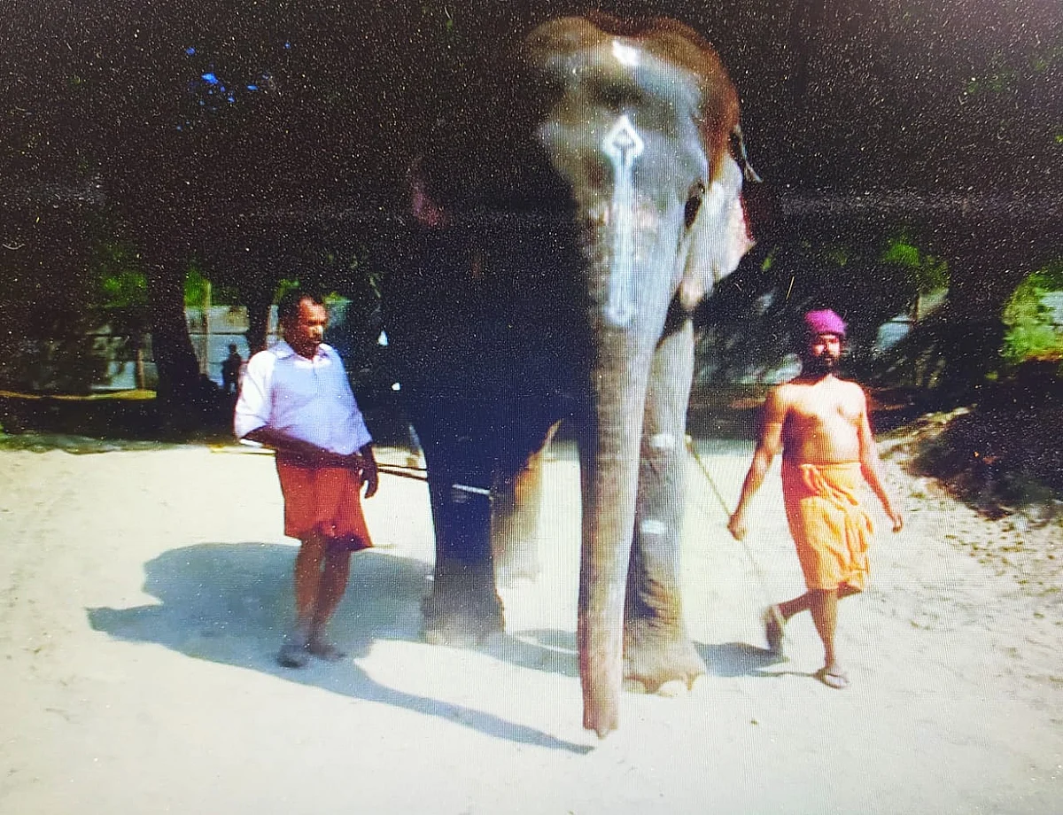 ஜெயமால்யதா யானை