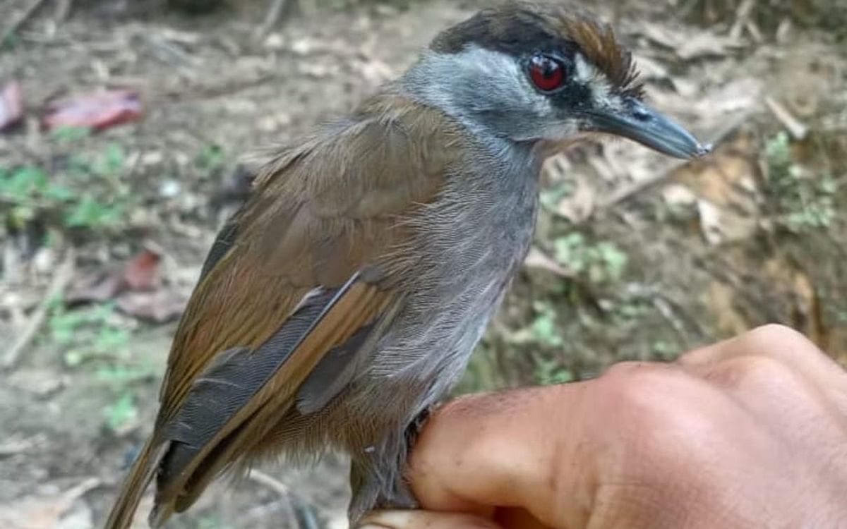 Black-browed Babbler: 170 ஆண்டுகளுக்குப் பின் இந்தோனேஷியாவில் தென்பட்ட அரிய பறவையினம்!