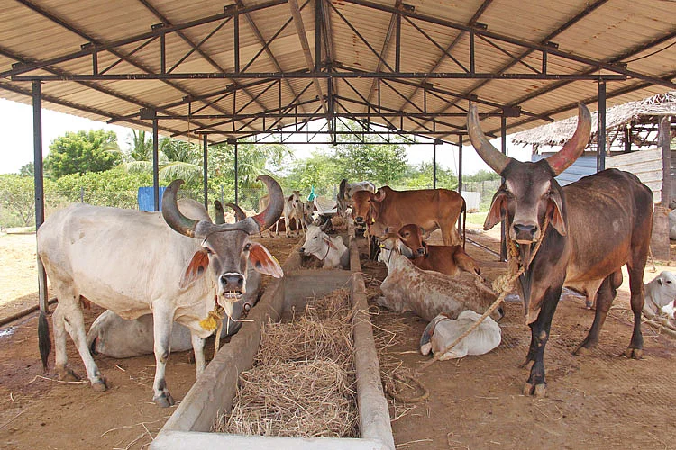 பண்ணையில் நாட்டு மாடுகள்