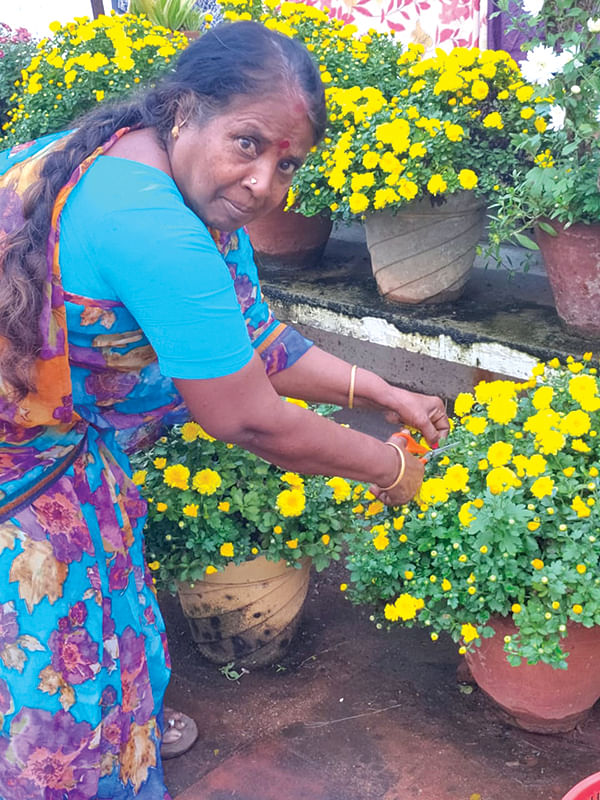 தனலெட்சுமி