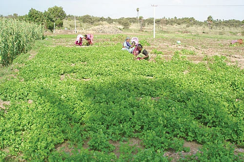 கொத்தமல்லி