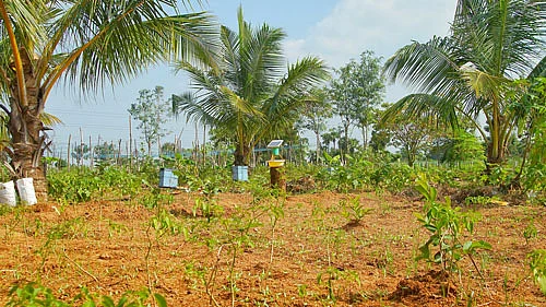 தோட்டம்