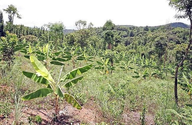சிறுமலை வாழைத் தோட்டம்