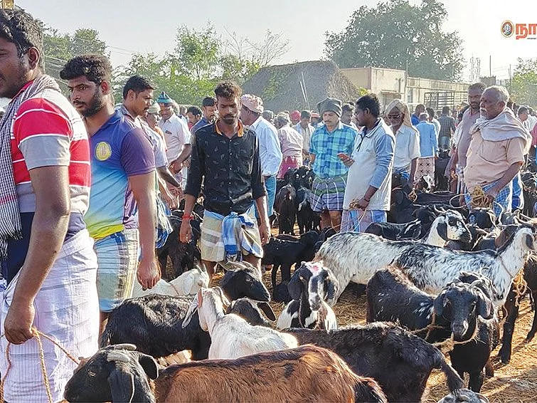 தகரம் முதல் தங்கம் வரை...
வர்த்தகத்தில் ஜொலிக்கும் ராஜ வீதிகள்! புதுக்கோட்டை ரவுண்ட்அப்