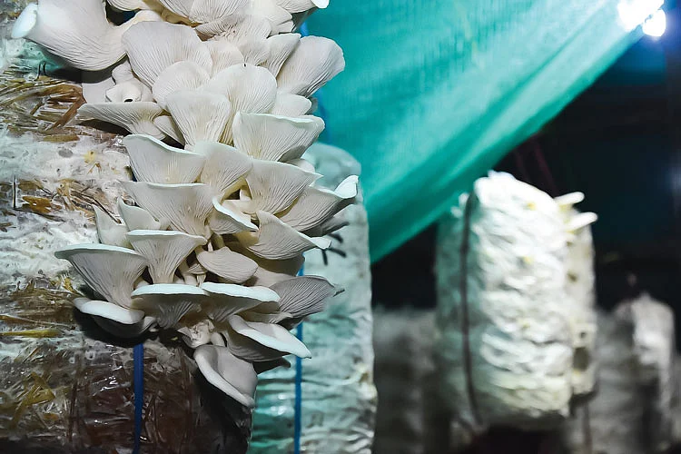 காளான்