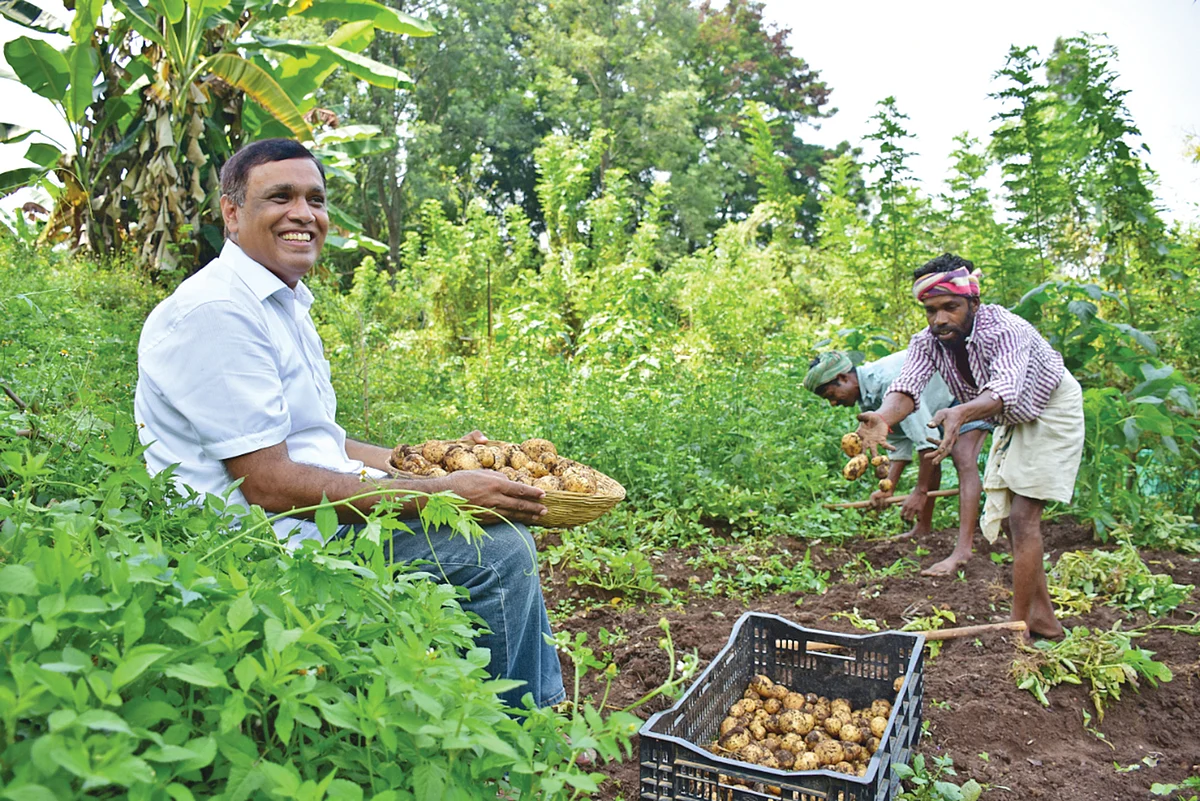 உருளைக்கிழங்கு அறுவடை