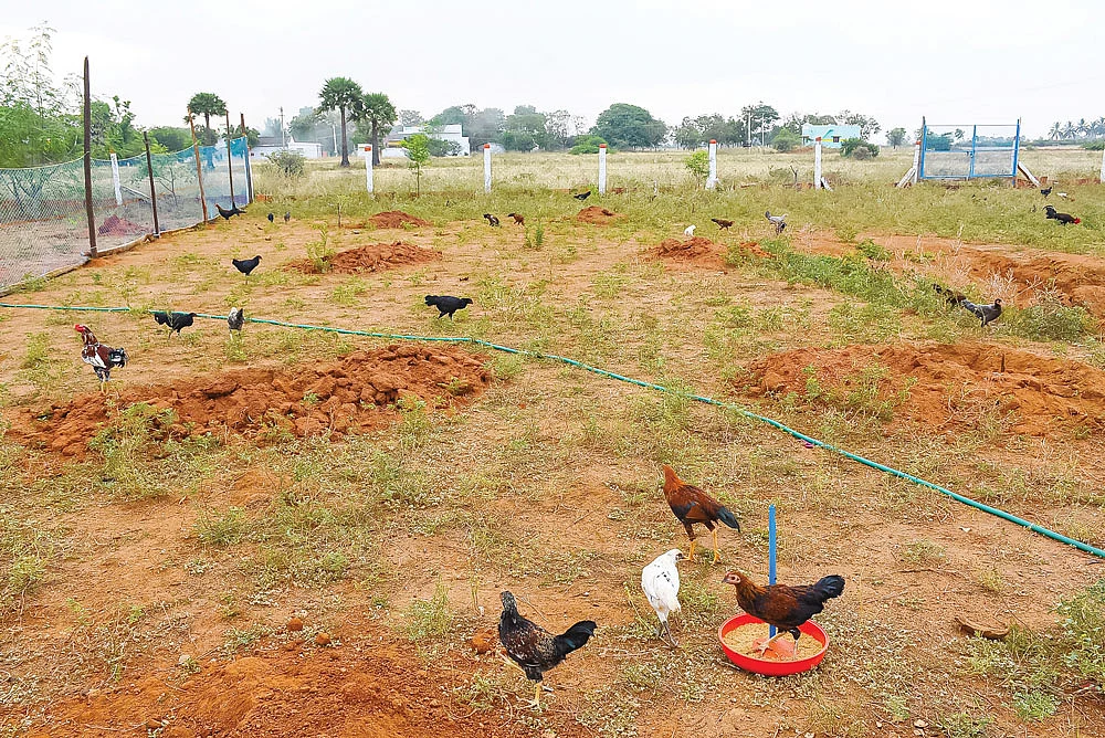மேய்ச்சலில் கோழிகள்