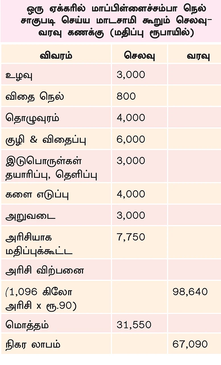 குழிமுறை சாகுபடி! - தென்னையில் ஊடுபயிராக மாப்பிள்ளைச்சம்பா!