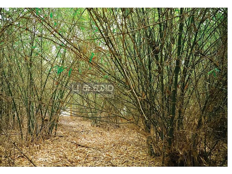 முள் இல்லா மூங்கில்..! -
கைவிட்ட அரசு துறைகள்... கைகொடுக்கும் உள்ளூர் சந்தை!