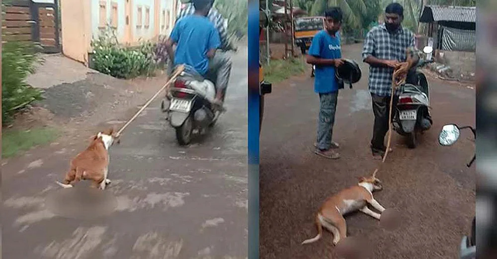 நேஷனல் ஹாட் பிட்ஸ்