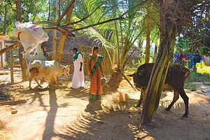 மாடுகளுடன்